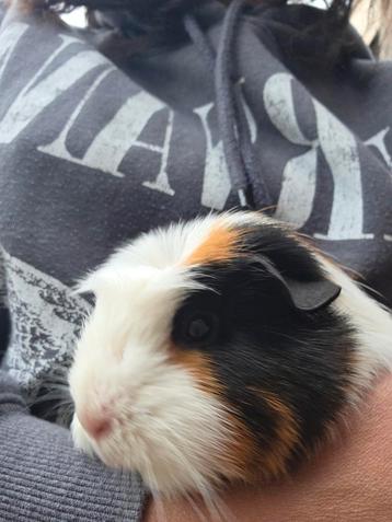 1 cavia meisje met 2 kooien  beschikbaar voor biedingen