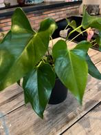 4 kamerplanten voor 5 euro, Enlèvement