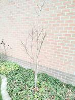 Meerstammige Cornus kousa (Chinees Kornoelje), Ophalen