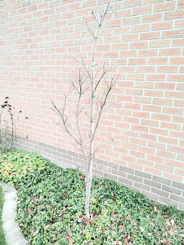 Meerstammige Cornus kousa (Chinees Kornoelje), Tuin en Terras, Planten | Bomen, Ophalen