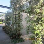 TE KOOP 3 STUKS TREURPEER OF WEL SIERPEER VOOR 75, EURO, Tuin en Terras, Ophalen, Halfschaduw, Treurboom