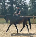Eyecatcher D pony allround/ springgericht, Dieren en Toebehoren, Pony's, Merrie, Gechipt, Springpony, Zadelmak