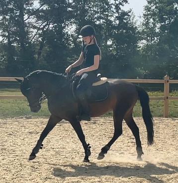 Eyecatcher D pony allround/ springgericht