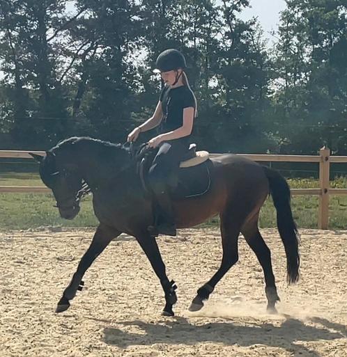 Eyecatcher D pony allround/ springgericht, Dieren en Toebehoren, Pony's, Merrie, Zadelmak, D pony (1.37m tot 1.48m), Springpony