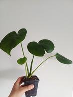 Monstera Deliciosa, Autres espèces, En pot, Enlèvement ou Envoi, Moins de 100 cm
