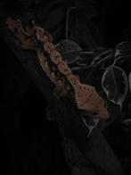 Gecko à crêt adulte mâle reproducteur, Dieren en Toebehoren, Reptielen en Amfibieën, Hagedis, Tam, 3 tot 6 jaar