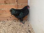 Zwarte australorp haan, Dieren en Toebehoren, Pluimvee