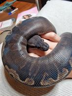 Koningspython super ghi mojave, Dieren en Toebehoren, Reptielen en Amfibieën, Slang, Tam, 0 tot 2 jaar