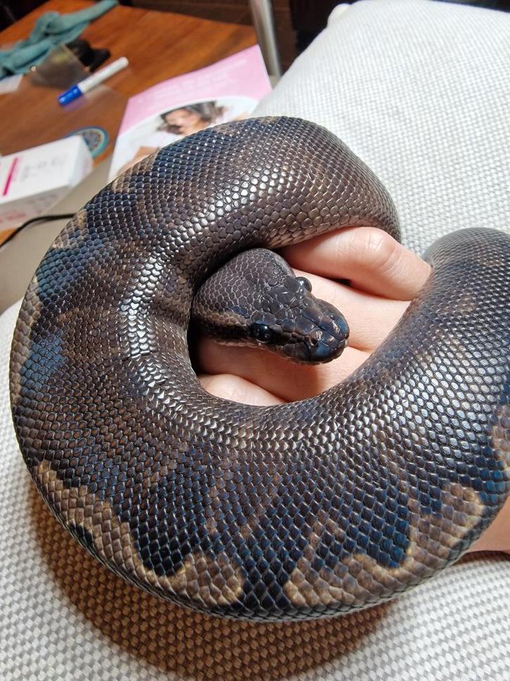 Koningspython super ghi mojave, Dieren en Toebehoren, Reptielen en Amfibieën, Slang, 0 tot 2 jaar, Tam