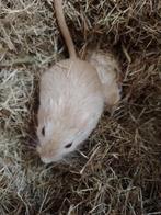 Gerbils, Animaux & Accessoires, Rongeurs