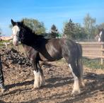 Irish cob merrie 2 j, 147 al, zwart, Merrie, Met stamboom, Minder dan 160 cm, 0 tot 2 jaar