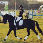 Talentvolle 16 jarige ruin, Dieren en Toebehoren, Paarden, ZZ, Gechipt, Ruin, Dressuurpaard