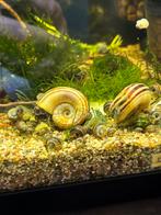 Marisa Cornuaritis slakken, Dieren en Toebehoren, Vissen | Aquariumvissen, Slak of Weekdier, Zoetwatervis