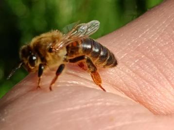 Gratis bestuiving: boomgaard, tuin, weiland  beschikbaar voor biedingen