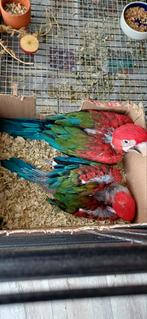 Groenvleugel ara, Dieren en Toebehoren, Mannelijk, Papegaai, Geringd