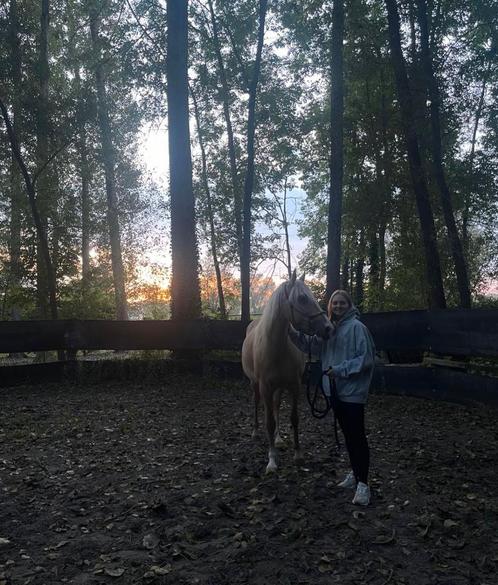 Halve stal gezocht, Dieren en Toebehoren, Paarden