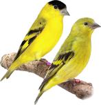 yarrel sijsjes, Dieren en Toebehoren, Vogels | Overige Vogels, Wildzangvogel, Geringd