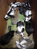 VLEES- KWEEK KONIJNEN  SLACHTKONIJNEN  2,6kg - 4kg, Dieren en Toebehoren, Konijnen, Meerdere dieren, Middelgroot, 0 tot 2 jaar
