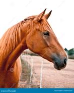 ik zoek te koop,een braaf rijpaard,voskleurig GEZOCHT