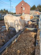 4 drachtige charolais koeien, Dieren en Toebehoren