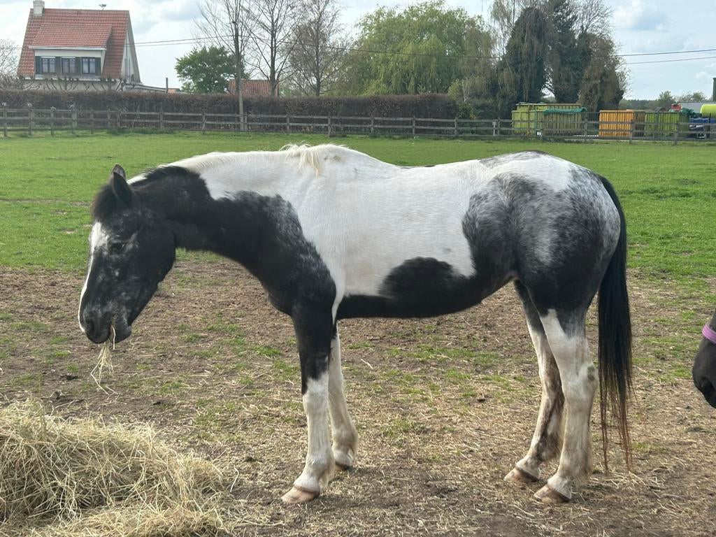 21 jarige merrie, Animaux & Accessoires, Poneys, Jument, Z, Poney D (1.37 m à 1.48m), Poney de récréation, 11 ans ou plus, Avec puce électronique
