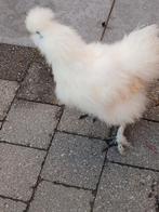 Zijdehoender 3 maand oud, Mannelijk, Kip