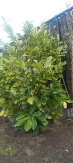 Struik Laurierkers, Tuin en Terras, Ophalen, Struik