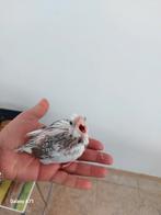 Heel tam baby valkparkiet, Sexe inconnu, Perruche, Domestique