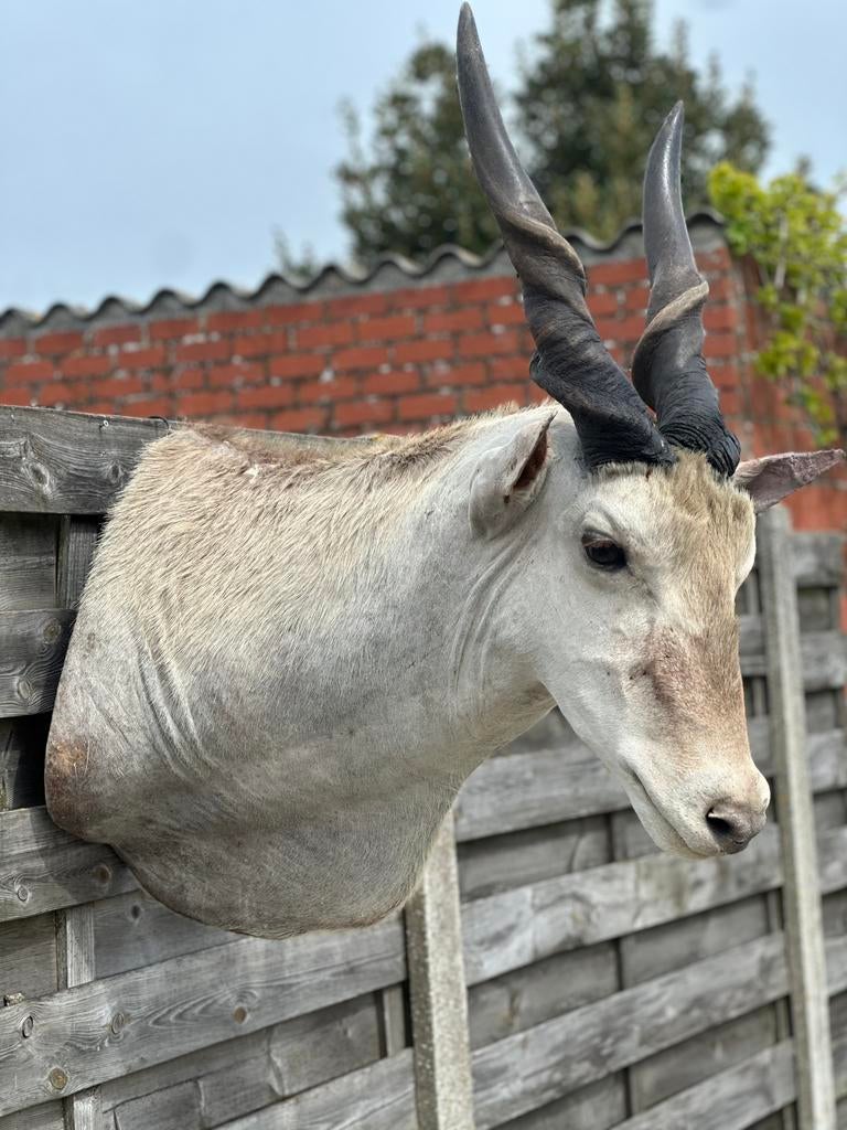 Taxidermie elandantilope, Enlèvement