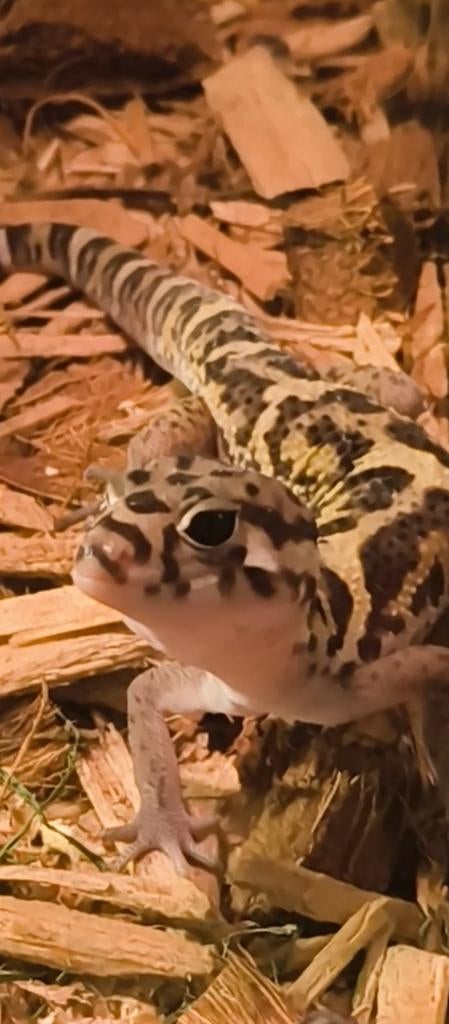 Panterklauwgekko man handtam, Dieren en Toebehoren, Reptielen en Amfibieën