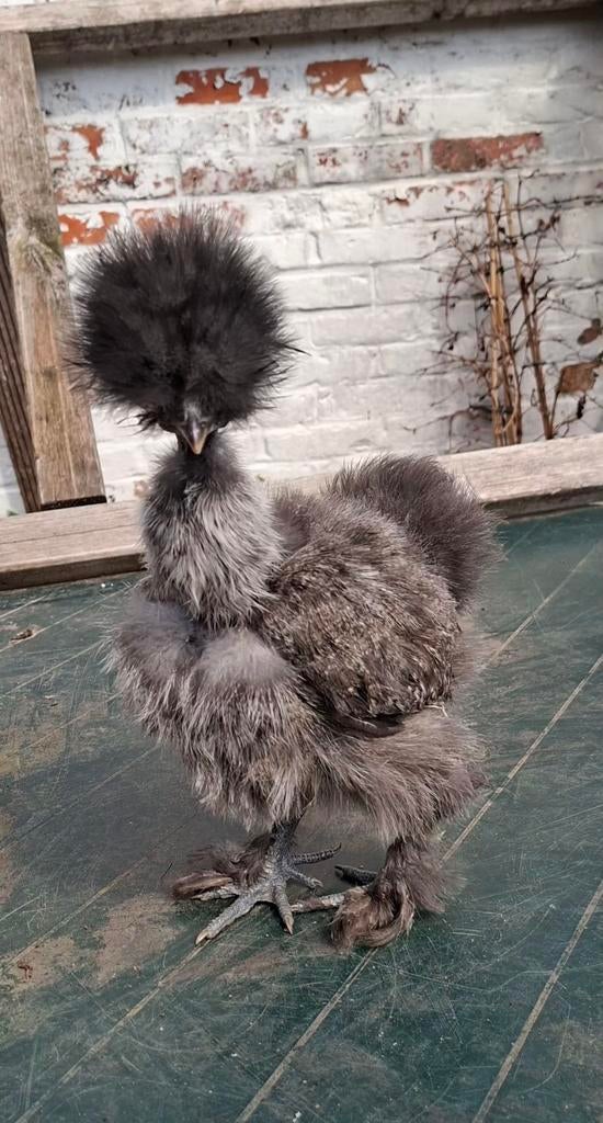 USA zijdehoender hennen, ingeënt.