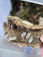Pissebedden Porcellio laevis (ideaal voor terrarium), Dieren en Toebehoren, Overige soorten