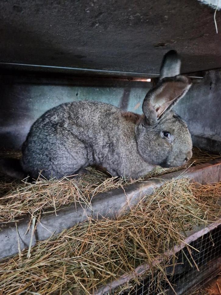 Vlaamse reus rammelaar, Dieren en Toebehoren, Konijnen