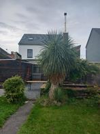 Yucca (>15 ans d'âge) à venir déterrer et chercher, Tuin en Terras, Ophalen, Overige soorten, 250 tot 400 cm