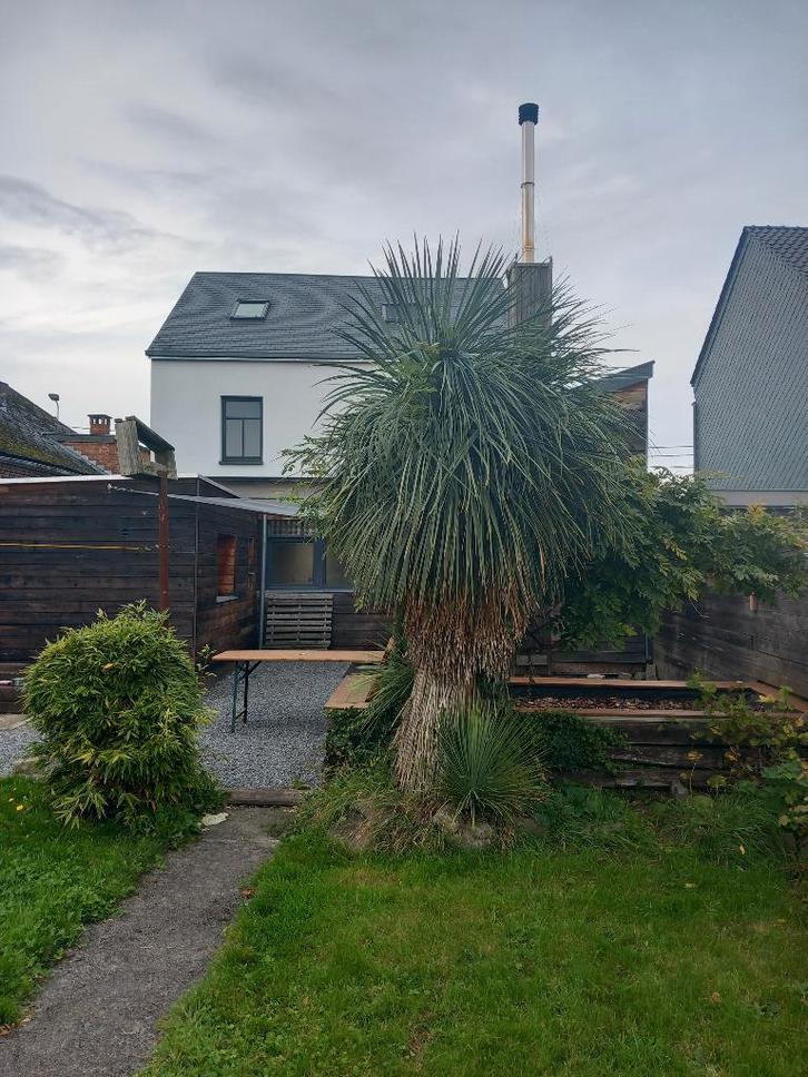 Yucca (>15 ans d'âge) à venir déterrer et chercher, Tuin en Terras, Planten | Bomen, Overige soorten, 250 tot 400 cm, Ophalen