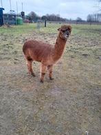 Juments alpaga, Mars, Femelle