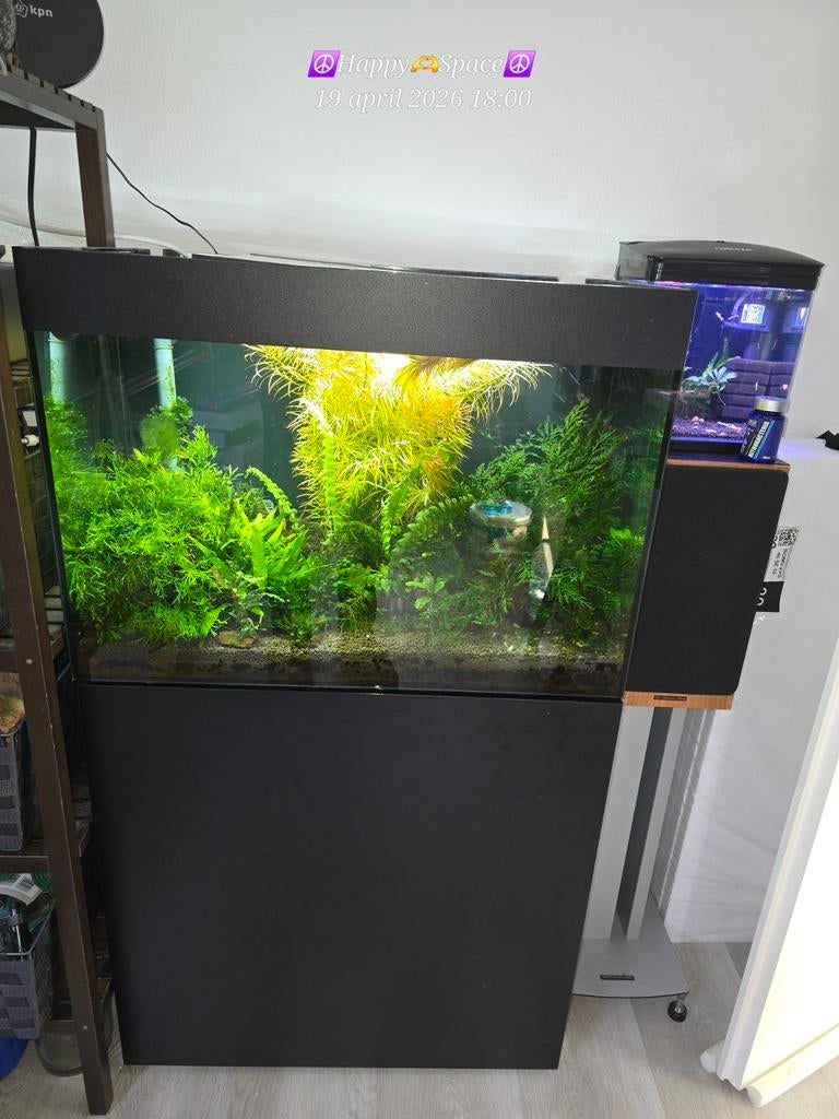 Oase Style-line 125 zwart Co2 eheim incbird wifi, Ophalen, Oase, Inclusief deksel, Gevuld zoetwateraquarium