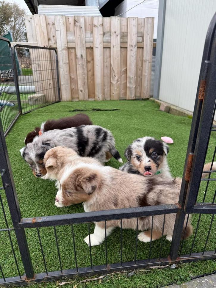 Prachtige australische herder pups, Dieren en Toebehoren, Honden | Herdershonden en Veedrijvers, Meerdere dieren, Herder, Fokker | Professioneel