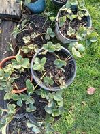 aardbeien plantjes 10 voor 5€, Tuin en Terras, Planten | Tuinplanten, Ophalen, Vaste plant