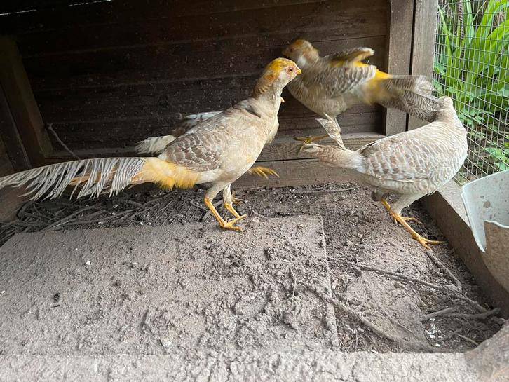 Jonge split peachfazant, Animaux & Accessoires, Volatiles