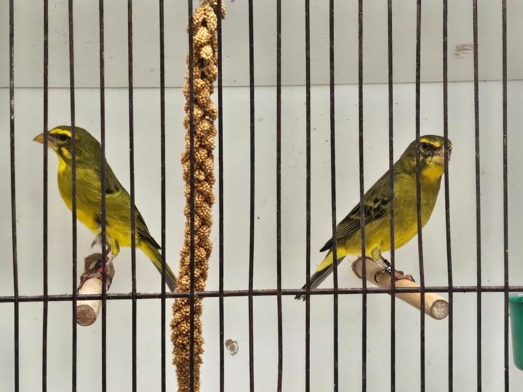 Koppel zwavel gele dikbekcini, Dieren en Toebehoren, Vogels | Overige Vogels, Meerdere dieren, Tropenvogel, Geringd