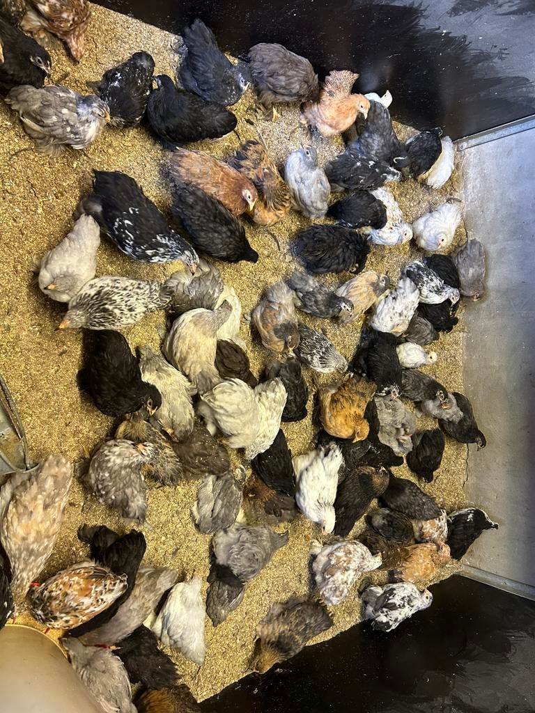 Jonge cochin hennen, Dieren en Toebehoren, Pluimvee, Vrouwelijk, Overige soorten