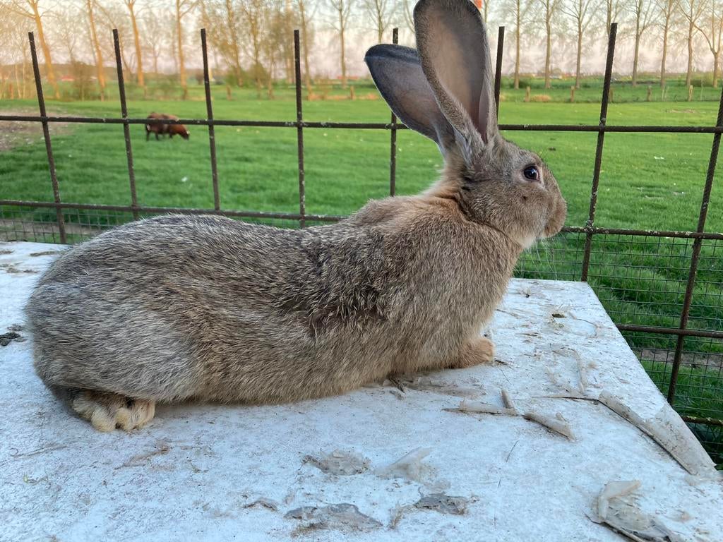 Vlaamse reuzen, Femelle