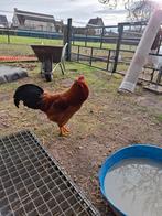 Haan, Dieren en Toebehoren, Pluimvee