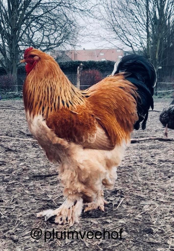 Brahma buff broedeieren