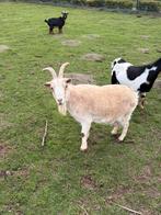 Beige geit, Dieren en Toebehoren, Vrouwelijk, Geit, 3 tot 5 jaar