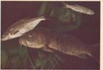 CHROMO  SPIEGELKARPER, Collections, Photos & Gravures, Envoi, Comme neuf, Animal, Gravure