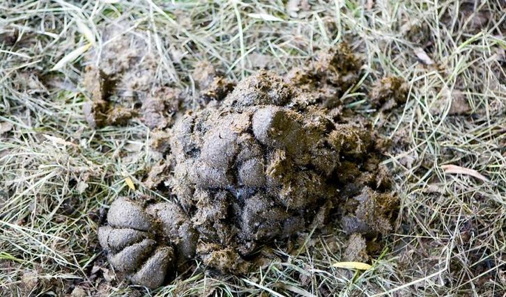 Paarden mest, Jardin & Terrasse, Terre & Fumier, Fumier, Enlèvement