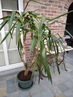 Kamerplant yucca, Tuin en Terras, Ophalen