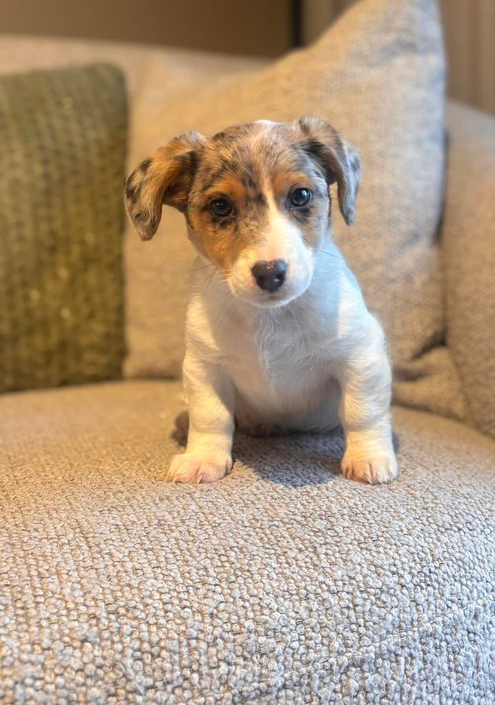 Prachtige Jack Russell pup, Dieren en Toebehoren, Honden | Jack Russells en Terriërs, Reu, Jack Russell Terriër, Fokker | Professioneel